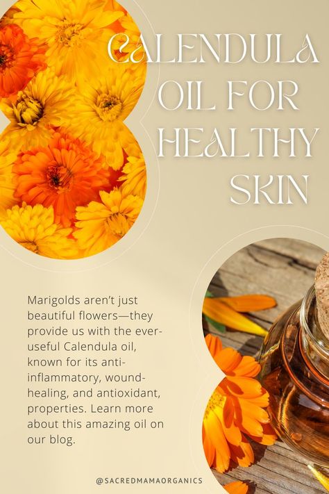 Learn about the unique skincare benefits of calendula oil on our blog. | Sacred Mama Organics | calendula - calendula benefits - calendula oil - calendula skin benefits - calendula skin care - calendula for skin - calendula oil benefits skin care - benefits of calendula for skin - calendula skin - natural skin care - natural skin care products - organic skin care - organic face oil - best organic oils for face - best organic face oil #calendulaoil #benefitsofcalendulaforskin #organicfaceoil Calendula Oil Benefits Skin Care, Benefits Of Calendula For Skin, Calendula Oil Benefits, Benefits Of Calendula, Oils For Face, Calendula Essential Oil, Olive Oil Benefits, Herbal Oils, Homemade Skincare