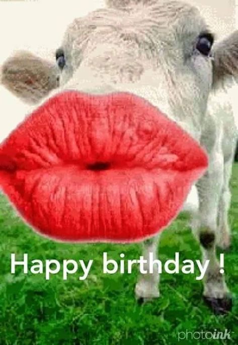 Silly Happy Birthday, 36 Birthday, Happy Birthday Wishes For Him, Happy Birthday Wishes Sister, Birthday Animals, Happy Birthday Wishes For A Friend, Funny Happy Birthday Images, Funny Happy Birthday Song, Funny Happy Birthday Wishes