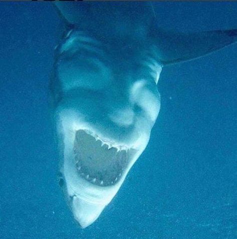 An upside down Great White Shark looks just like a laughing devil Shark Photos, Memes Of The Day, White Sharks, Great White Shark, Great White, Cozumel, Animal Memes, Marine Life, Upside Down