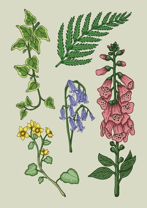 British Wildflowers Illustration, Woodland Flowers Drawing, Wild Plants Drawing, Woodland Plants Illustration, Wild Plant Tattoo, British Wildlife Illustration, Wild Flowers Drawing, Wild Flowers Illustration, Wild Flowers Uk