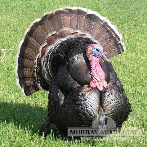 McMurray Hatchery Broadbreasted Bronze Turkeys Bronze Turkey, Thanksgiving Turkey Dinner, Birds Photography Nature, Traditional Thanksgiving, Bird Care, Wild Turkey, Thanksgiving Traditions, Turkey Dinner, Turkey Breast