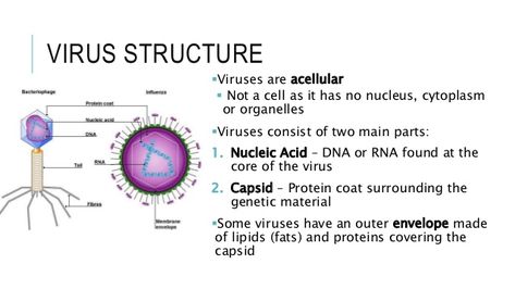 parts of a virus cell | Characteristics of viruses Virology Wallpaper, Microbiology Study, Nurse Study, Nurse Study Notes, Nucleic Acid, Biology Notes, Class 8, Nursing Study, Writing Project