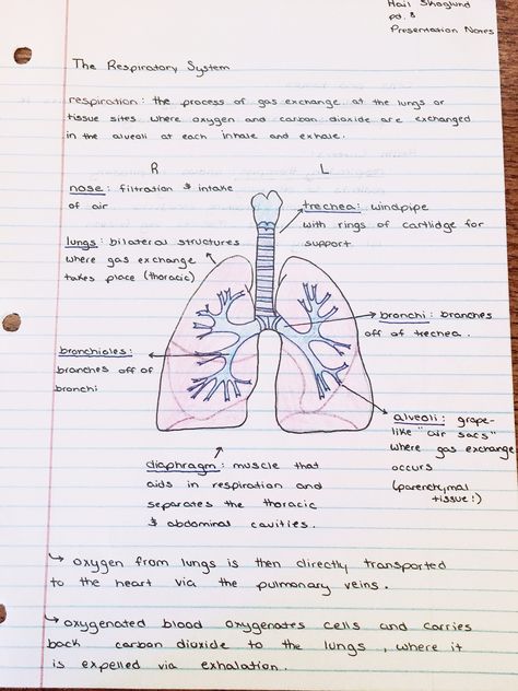 𝓅𝒾𝓃𝓉𝑒𝓇𝑒𝓈𝓉: 💕𝙙𝙮𝙡𝙖𝙣💕 Lungs Notes Anatomy, Medical Diagram Aesthetic, Grade 9 Science Notes Quarter 1, Anatomy Of Lungs Notes, Doctor Notes For Work Medical, Human Body Notes Aesthetic, Emt Notes Aesthetic, Gaseous Exchange Notes Grade 11, Science Notes Ideas Middle School