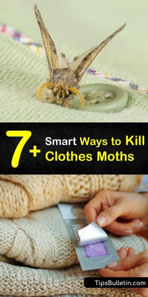 How To Get Rid Of Moths In Closet, How To Get Rid Of Clothes Moths, How To Get Rid Of Moths, How To Get Rid Of Moths In The House, Moths In Closet, Moth Holes In Clothes, Getting Rid Of Moths, Get Rid Of Clothes, Pantry Moths