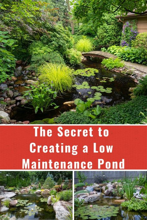 Diy Backyard Pond Easy, Pond Plants Ideas, Pond Plants That Clean Water, Above Ground Pond Ideas, Natural Pond Landscaping, Small Pond Landscaping, Backyard Pond Landscaping, Mini Fish Pond, Pond Diy