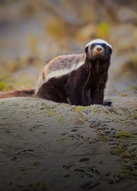 Honey Badger Wallpaper, Badger Wallpaper, Mobile Wallpaper Android, Honey Badger, Wild Life, Life Photography, Brown Bear, Hd Wallpapers, Wildlife Photography