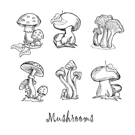 Drawn Mushrooms, Mushroom Sketch, Mushroom Drawings, Nature Doodle, Illustration Mushroom, Mushroom Illustration, Doodle Wall, Wood Burn Designs, Mushroom Tattoos