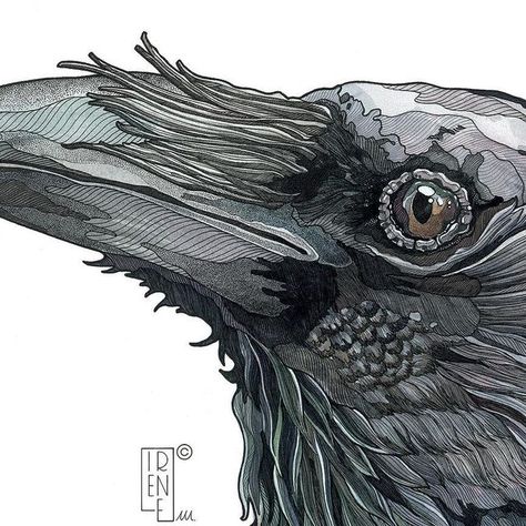 Irene Meniconi | Animal watercolor artist on Instagram: "“Raven” 50 x 70 cm Watercolor, ink, markers, colored pencils and gouache on paper. Private collection ⭐️ Limited edition available in my shop! 🔗 Link in bio • 🇮🇹 “Corvo” 50 x 70 cm Acquerello, china, matite, markers e gouache su carta. Collezione privata ⭐️ Stampe in edizione limitata disponibili nel mio shop! 🔗 Link in bio . . . #raven #ravenart #ravenpainting #birdportrait #birdartwork #birdart #birdpainting #mixedmediaartwork #watercolorandink #watercolor #inkdrawing #animalartwork #animalart #animalartist" Ink And Colored Pencil, Raven Art Drawing, Bird Sketching, Irene Meniconi, Raven Drawing, Ink And Watercolor Art, Raven Totem, Dandelion Painting, Crow Painting