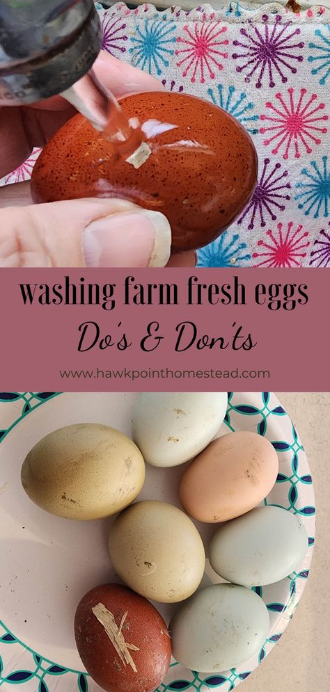 Should you wash your farm fresh eggs?? That is the question! I have heard a lot about this topic and know the basics about washing or not washing. I decided to research it and find out the correct information regarding if you should wash, how you should wash and how long to store on the counter versus the refrigerator. A lot of people are getting into backyard chickens or buying fresh chicken eggs lately, so this would be good information to know. Animal Husbandry, Egg Quality, Duck Eggs, Nesting Box, Hiding Spots, Fresh Chicken, Farm Fresh Eggs, Egg Wash, Nesting Boxes