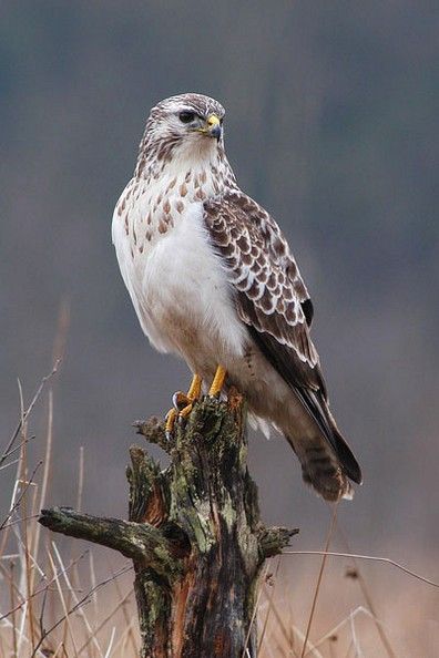 Red-tail hawk- I see one almost everyday on my way to work.  He sits in a different tree on the same stretch of road. A Tree, White