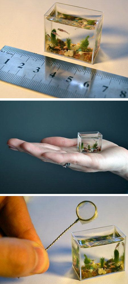 Twitter / History_India: This is the world's smallest working aquarium made of glass and can hold just 2 tea spoons of water. Zebra Fish, Mini Choses, Miniature Aquarium, Cool Fish Tanks, Mini Aquarium, Real Fish, Tiny Fish, Cool Fish, Deco Nature