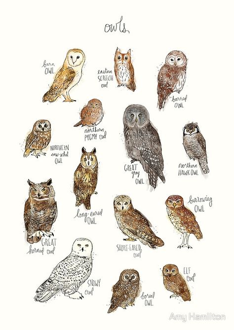 A chart featuring the barn owl, barred owl, short-eared owl, long-eared owl, great grey owl, boreal owl, burrowing owl, eastern screech owl, elf owl, great horned owl, northern hawk owl, northern pygmy owl, northern saw-whet owl, and snowy owl. See my collection of animal charts here: http://rdbl.co/1HZRRo5 • Buy this artwork on apparel, stickers, phone cases, and more. Elf Owl, Eastern Screech Owl, Saw Whet Owl, Owl Posters, Long Eared Owl, Owl Art Print, Burrowing Owl, Great Grey Owl, Screech Owl