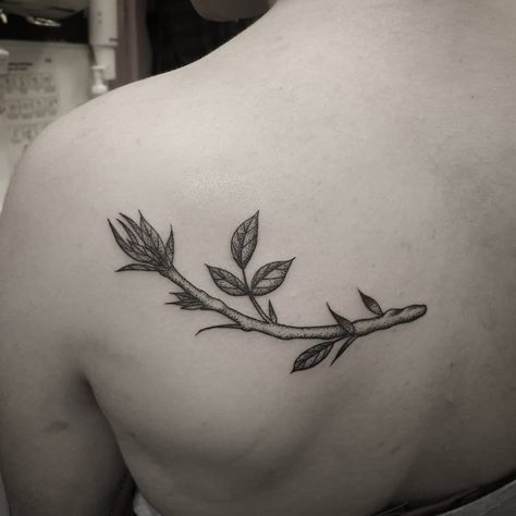 Eleanor Savage on Instagram: “Ash branch for Nor's first tattoo! Thank you lovely! 😊🌿” Ash Leaf Tattoo, Ash Tree Tattoo, Ash Tattoo, Ash Leaf, Branch Tattoo, Plant Tattoo, Tree Tattoo, First Tattoo, Maple Leaf Tattoo