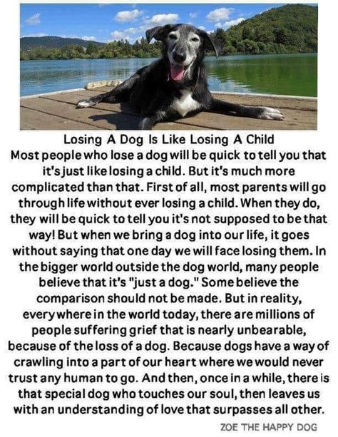 I Miss My Dog Quotes, Losing A Pet Quotes, Dog Heaven Quotes, Pomeranian Mom, Miss My Dog, Dog Poems, Dog Quotes Love, Dog Heaven, Losing A Child