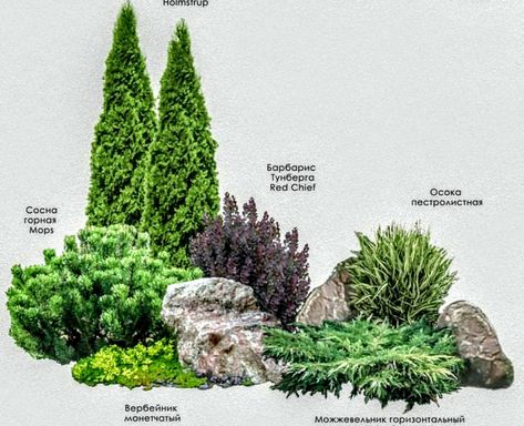 Front Landscaping Design, Fall Landscaping, Evergreen Landscape, Front Lawn Landscaping, Conifers Garden, Evergreen Garden, Front Garden Landscape, Privacy Landscaping, Front Yard Garden Design