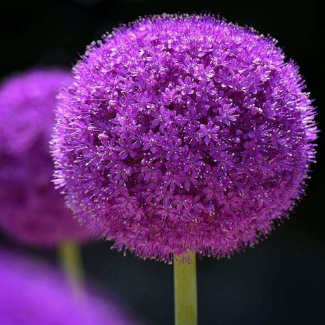 Alliums Aesthetic, Purple Evening Dress, Purple Vibe, Beautiful Trees, Beautiful Flowers Garden, Memorial Garden, Flowers Garden, Lilac Color, Beautiful Tree