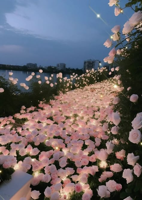 At Night, Pink Flowers, Flowers, Pink