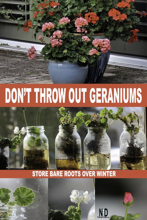 Geranium Propagation, Overwintering Begonias, Winter Geraniums, Geranium Cuttings, Overwinter Geraniums, Geraniums In Pots, Overwintering Plants, Geraniums Indoors, Overwintering Geraniums