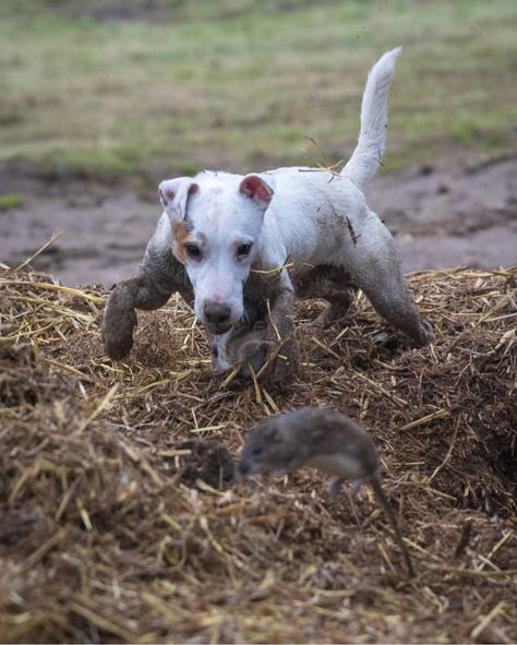 Working ratter, target in sight Source: @northmen_working_terrier Working Terrier, Rat Terrier Dogs, Patterdale Terrier, Russel Terrier, Very Cute Puppies, Working Dog, Rat Terrier, Animal References, Jack Russel