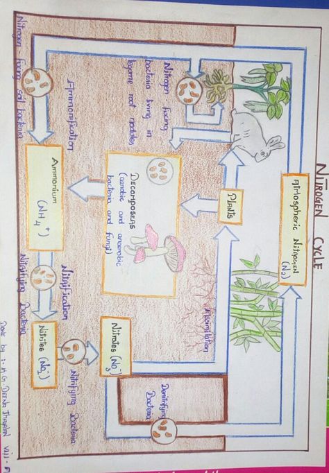 Nitrogen Cycle Project, High School Earth Science, Human Body Systems Projects, Nutrition In Plants, Cycle Drawing, Cycle For Kids, Science Chart, Nitrogen Cycle, Montessori Geography