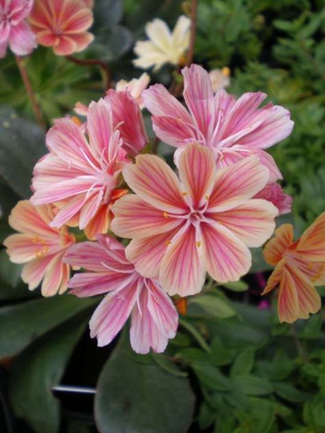 Lewisia cotyledon hybrid - Provender Nurseries - Wholesale Nursery in Swanley, Kent Lewisia Cotyledon, Flowering Succulents, Succulent Seeds, Tree Seeds, White Coral, Bubble Envelopes, Flower Photos, Rock Garden, The Landscape