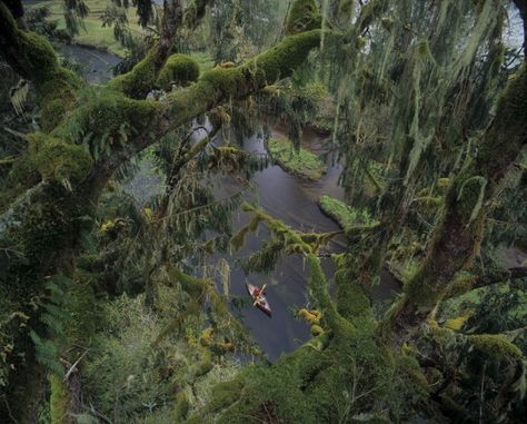 Move over Panda, rare white bears – known as spirit bears – lead the movement to protect a treasured resource. Great Bear Rainforest, Map Assets, Forest Illustrations, Canada Summer, Spirit Bear, Temperate Rainforest, Forest Illustration, National Geographic Magazine, Western Canada