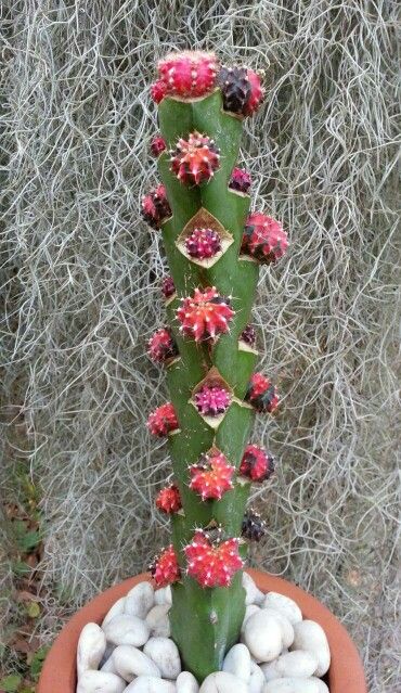 terrifying Frankenstein                                                                                                                                                                                 More Grafting Cactus, Grafting Succulents, Cactus Grafting, Grafted Cactus, Grafting Plants, Succulent Bonsai, Trichocereus Grandiflorus, Cactus Planta, Weird Plants