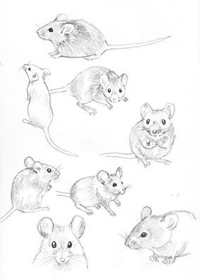 Mouse Watercolor Paintings, Drawing Mouse Cute, Small Mouse Drawing, Mouse Art Illustration, Drawings Of Mice, Small Animal Sketches, How To Draw A Mouse Step By Step, How To Draw Mouse, Mouse Drawing Reference