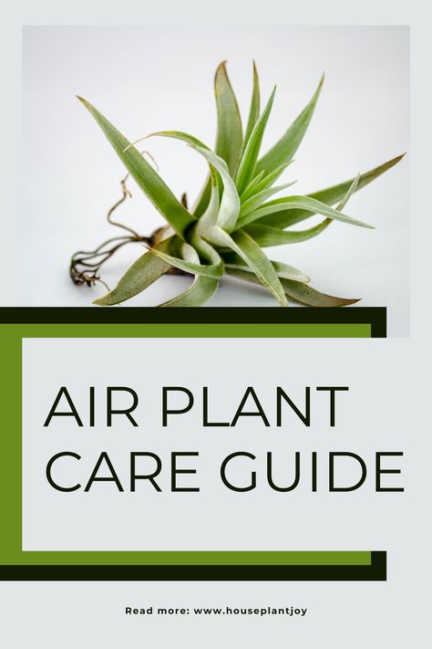 Elevate Your Space with Air Plants! 🌱 These low-maintenance beauties will add a touch of nature to your home. #airplantcare #plantlover #indoorplants How To Grow Air Plants, Air Plant Care Instructions, Airplant Care, Air Plant Care, Plant Care Guide, Plant Care Instructions, Air Plants Care, Indoor Plant, Air Plants