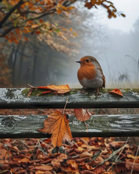 Tea Wallpaper, Amazing Nature Photos, Autumn Scenes, Cool Pictures Of Nature, Autumn Beauty, Autumn Cozy, Fall Pictures, Bird Pictures, Little Birds