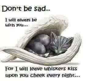 Gato Angel, Siouxsie Sioux, Cat Loss, Pet Remembrance, Angel Cat, Pet Sympathy, Cat Memorial, Cat Quotes, Pet Loss