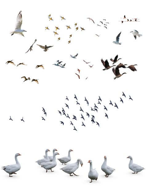 Photoshop Rendering Architecture, Bird Top View, Landscape Architecture Collage, Bird Architecture, Png Architecture, Bird Cutout, Architecture Photoshop, Birds Png, Photoshop Landscape