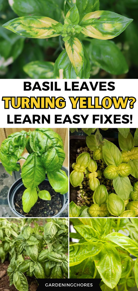 9 Reasons Unveiled with Simple Solutions for Yellowing Basil Leaves Growing Basil Outdoors, Plant Advice, Plant Deficiencies, Basil Garden, Types Of Basil, Garden Tips And Tricks, Flower Gardening Ideas, Vegetable Harvest, Growing Basil