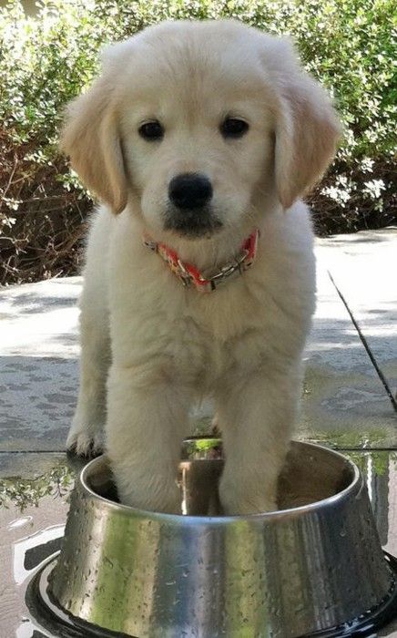 SidneyErin Cute Fluffy Dogs, Dog Line Art, Very Cute Puppies, Animal Health, Really Cute Puppies, Potty Training Puppy, A Golden Retriever, Dog Line, Very Cute Dogs