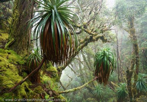 Tasmanian Rainforest, Australian Rainforest, Jungle Images, Rainforest Plants, Temperate Rainforest, Australian Plants, Australian Native Plants, Australian Flora, Landscape Elements