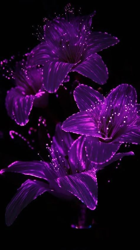 Free Phone Backgrounds, Dr Zakir Naik, Whats Wallpaper, Glowing Flowers, Dark Purple Wallpaper, Violet Aesthetic, Neon Flowers, Motorola Razr, Dark Purple Aesthetic