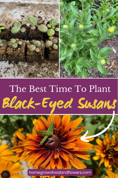 Planting Black Eyed Susans, Black Eyed Susan Landscaping, Black Eyed Susan Garden, Black Eye Susan Flowers, Black Eyed Susan Seeds, Black Eyed Susan Flower, Black Eyed Susans, Peony Bush, Herbs Garden