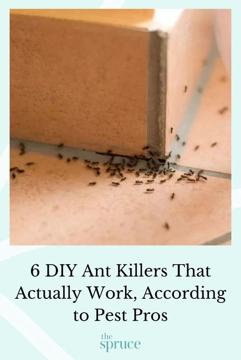 Notice a trail of ants in your kitchen? Get rid of the ants in your home quickly by mixing up a pro-approved DIY ant killer. #thespruce #diypestkiller #diyant #diyhomehacks #homehacks #diy #lifetips #tipsandtricks #naturalpestcontrol #howto #newapartmentchecklist How To Get Rid Of Ants, Ants Repellent Diy, New Apartment Checklist, Sugar Ants, Ant Repellent, Easy Home Organization, Ant Killer, Get Rid Of Ants, Natural Pest Control