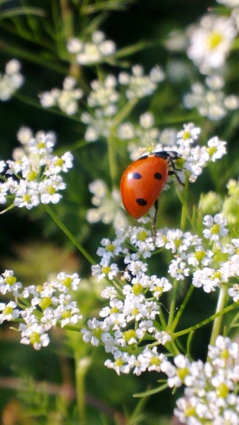 ~ It's a Colorful Life ~ Lady Beetle, A Ladybug, Airbrush Art, Lady Bird, The Meadows, A Lady, Lady Bug, Nature Beauty, A Flower