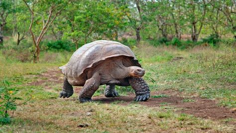 Russian Tortoise Diet, Russian Tortoise, Sulcata Tortoise, Galapagos Tortoise, Giant Tortoise, Tortoise Turtle, Galapagos Islands, Animal Facts, Reptiles And Amphibians