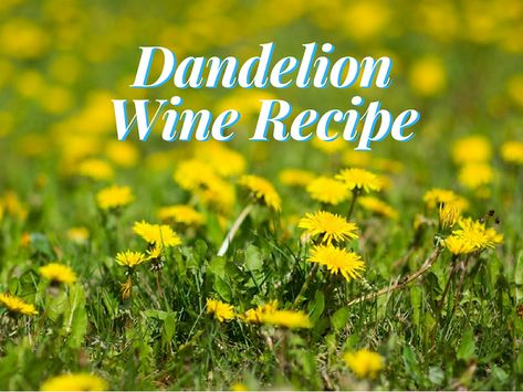 Dandelion Wine Recipe - A Taste Of Sunshine Strawberry Wine Recipe, Dandelion Wine Recipe, Banana Wine, Wine Ingredients, Dandelion Wine, Make Your Own Wine, Wine Recipe, Strawberry Wine, Be A Blessing