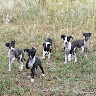 Meet the breed Italian Greyhound – SheKnows Miniature Italian Greyhound, Italian Greyhound Puppies, Greyhound Pictures, Greyhound Puppy, Italian Greyhound Dog, Hound Breeds, Most Beautiful Dogs, Grey Hound Dog, Puppy Care