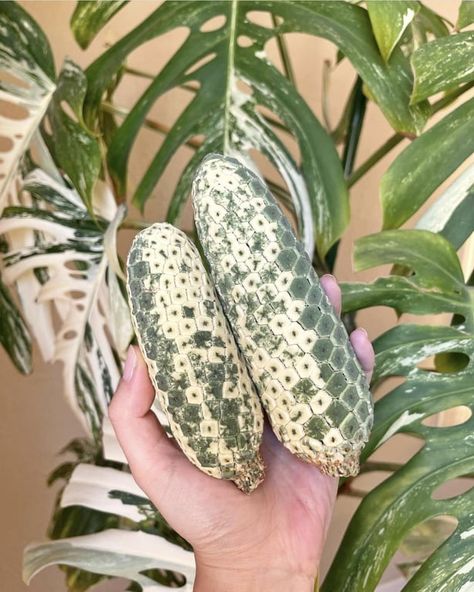 Monstera Fruit, Monstera Verigated Plant, Monstera Plant Variegated, Monstera Albo Care, Monstera Albo Variegata, Monstera Mint Variegated, Variegated Monstera, Monstera Albo, Dream Plants