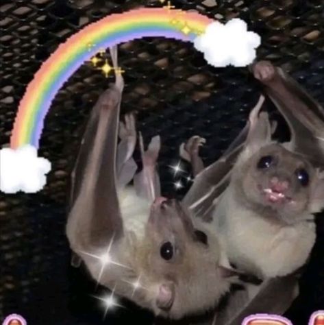 Cute Bats, Baby Bats, Cute Bat, Favorite Animals, Silly Animals, Literally Me, Rats, Me Core, Bat