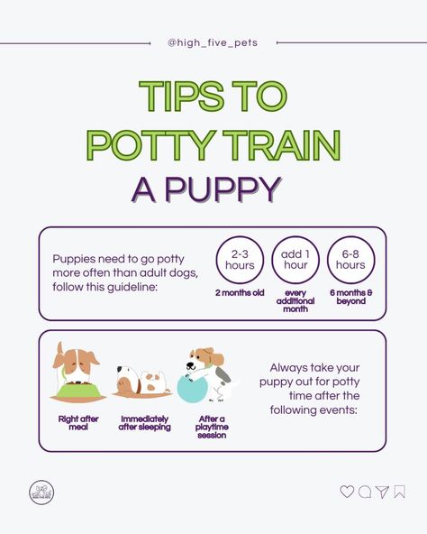 Dog Routine Schedules, Puppy Routine Schedule, Puppy Training Schedule By Age, Puppy Potty Training Schedule, Potty Training Schedule, Puppy Toilet Training, Puppy Schedule, Puppy Surprise, Dog Infographic