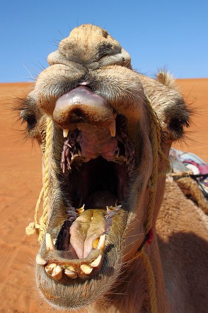 CaMeL cLoSeUp by monchoparis, via Flickr Christmas Nativity Scene Display, Nativity Scene Display, Bactrian Camel, Rs6 Audi, Porch Design Ideas, Horse Clipping, Screened In Patio, Types Of Animals, Porch Design