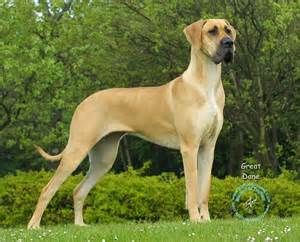 Great Dane --- Scooby Doo Great Dane Lab Mix, Great Dane Fawn, Great Dane Mix, Dane Puppies, Dangerous Dogs, Great Danes, Great Dane Puppy, Dane Dog, Great Dane Dogs