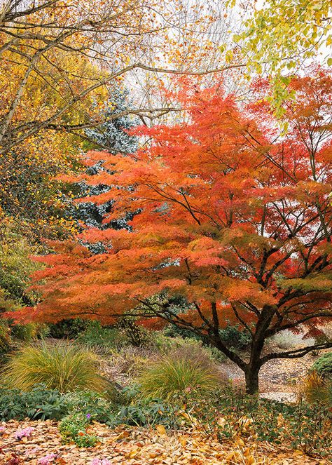 Japanese Maple Care Guide: How To Plant, Grow, And Care For Them Japanese Maple Tree Landscape, Maple Tree Landscape, Japanese Maple Varieties, Japanese Maple Care, Coral Bark Japanese Maple, Patio Trees, Japanese Maple Tree, Perennial Shrubs, Ornamental Trees