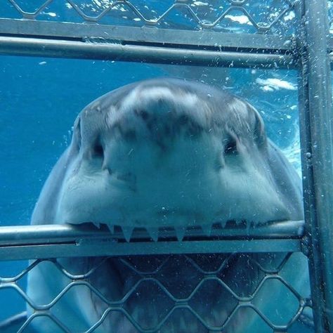 It's a Man's World Shark Banners Discord, Sharks Being Cute, Cute Great White Shark, Sharks Cute, Silly Sharks, Shark Photos, Shark Pictures, Shark Bait, Cute Shark