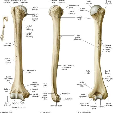 Human Skull Anatomy, Skeletal System Anatomy, Arm Anatomy, Human Skeleton Anatomy, Human Muscle Anatomy, Anatomy Bones, Skull Anatomy, Gross Anatomy, Skeleton Anatomy